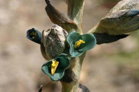 MachuPichu2005-00148pf-IncaTrail-Flower