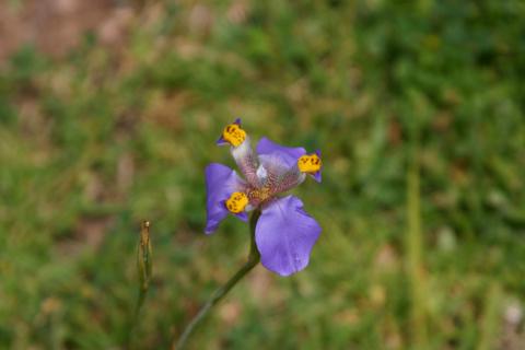 MachuPichu2005-00148pg-IncaTrail-Flower