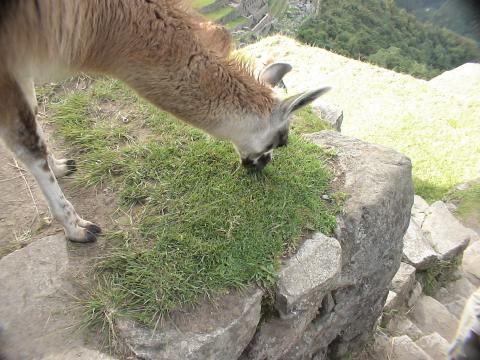 MachuPichu2005-00225-MachuPichu-Llama