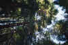 Reunion2002GroveRedwoodsA.jpg (411306 bytes)