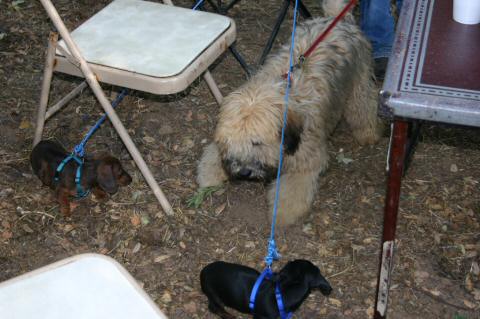 2004WoodsideJrRodeo585-GuinessDaschunds