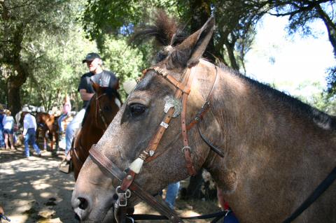 2004WoodsideJrRodeo621-KuceraFriendHorseTopKnot