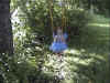 IKatySwing2.jpg (55655 bytes)